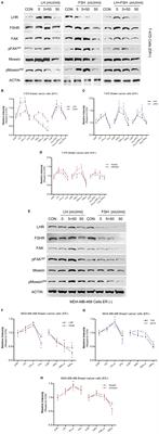 Regulatory Actions of LH and Follicle-Stimulating Hormone on Breast Cancer Cells and Mammary Tumors in Rats